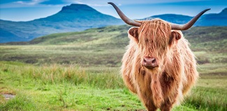 highland cattle